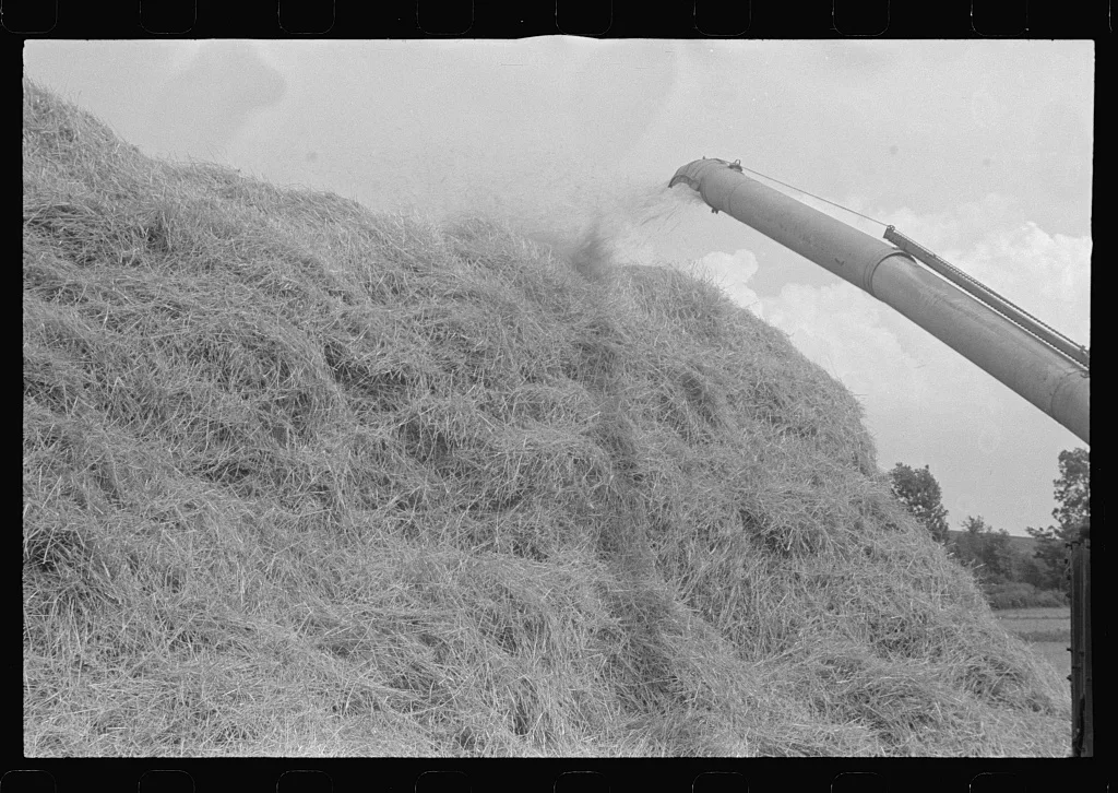 Wheat straw being piled by cyclone stacker, central Ohio (see general…, 1938
