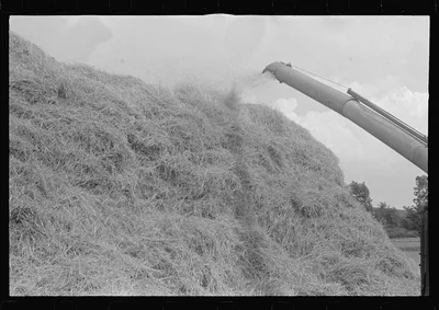 Wheat straw being piled by cyclone stacker, central Ohio (see general…, 1938
