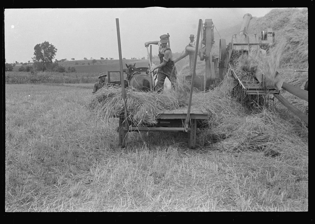 Threshing wheat in central Ohio, 1938