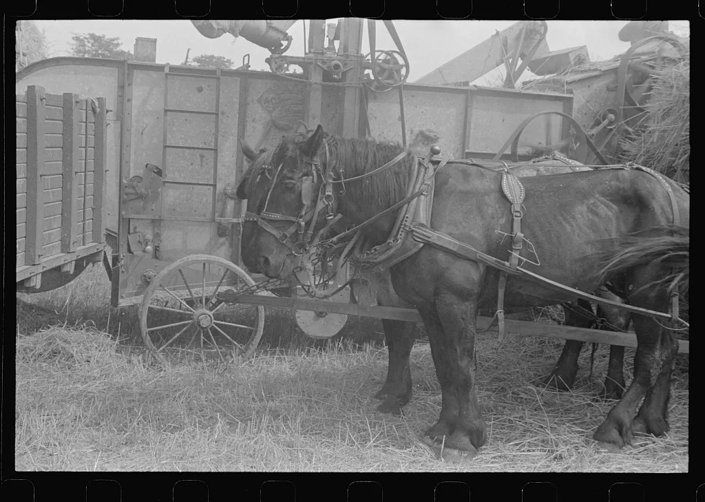 Team standing along side of grain separator, central Ohio, 1938