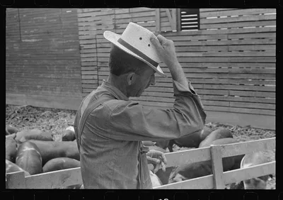[Untitled photo, possibly related to: Mr. Thaxton, farmer, near…, Ohio, 1938
