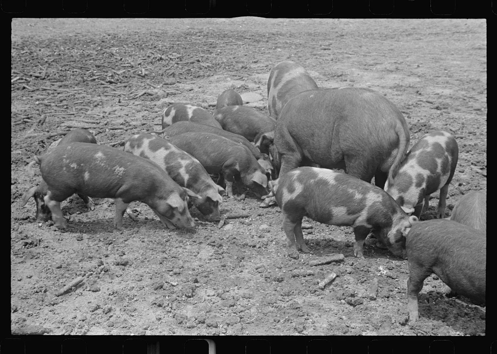 Hogs on the Thaxton farm, near Mechanicsburg, Ohio, 1938
