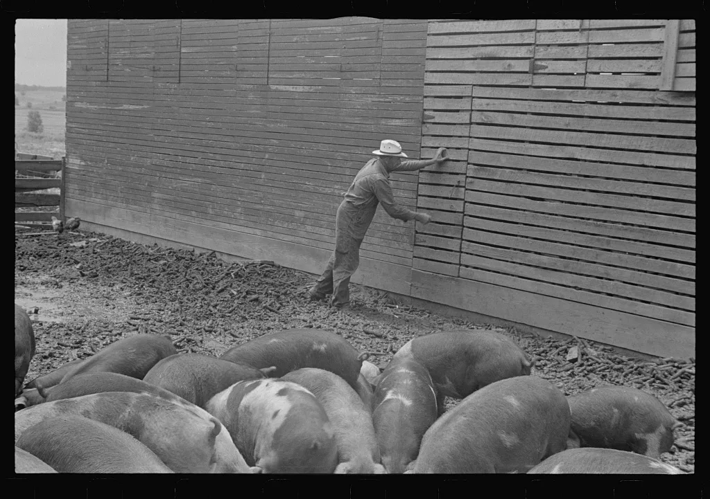 Virgil Thaxton closing door to corn crib; corn crib and barn on farm,…, Ohio, 1938