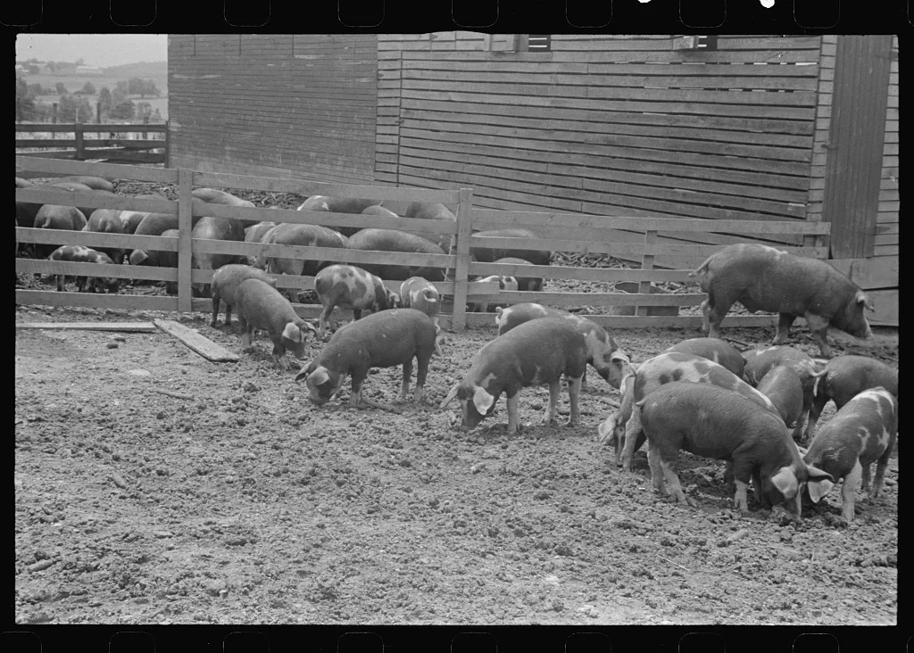 Hogs on the Thaxton farm, near Mechanicsburg, Ohio, 1938