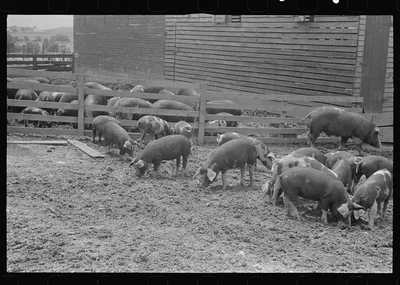 Hogs on the Thaxton farm, near Mechanicsburg, Ohio, 1938