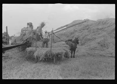 [Untitled photo, possibly related to: Threshing wheat in central Ohio], 1938