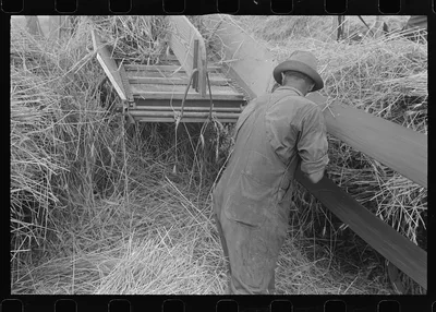 Wheat harvest in the field; feeding the thresher, central Ohio (see…, 1938