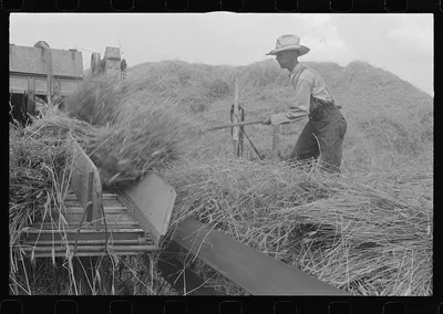 Wheat harvest in the field; feeding the thresher, central Ohio (see…, 1938
