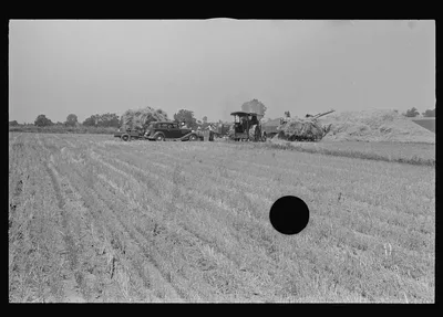 [Untitled photo, possibly related to: Wheat stubble, central Ohio], 1938