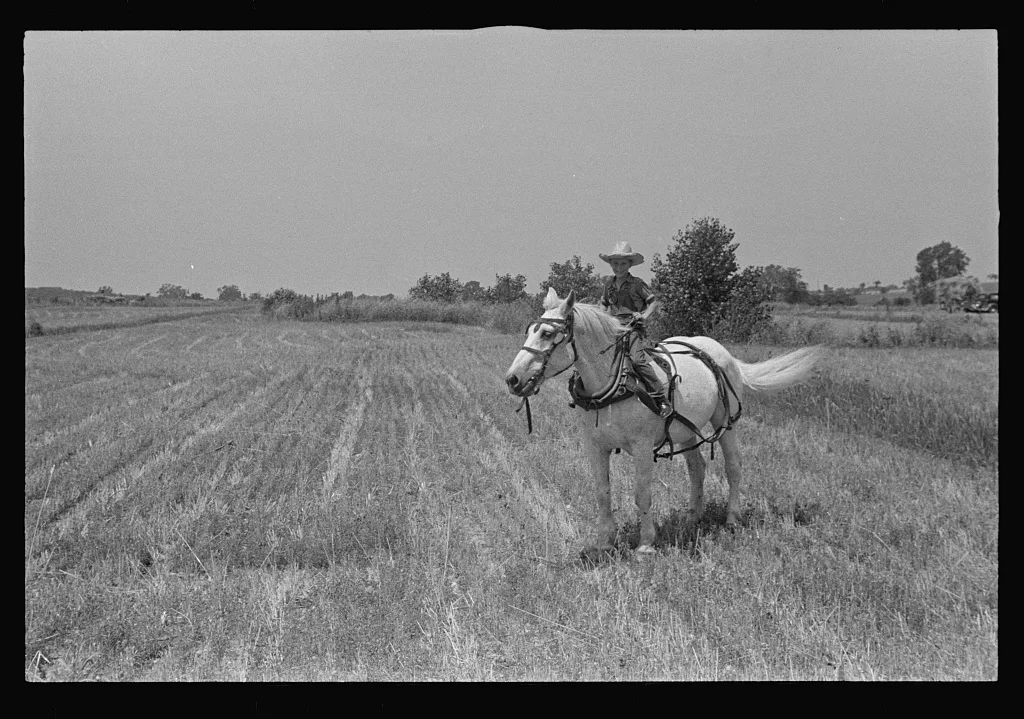 [Untitled photo, possibly related to: Wheat stubble, central Ohio], 1938
