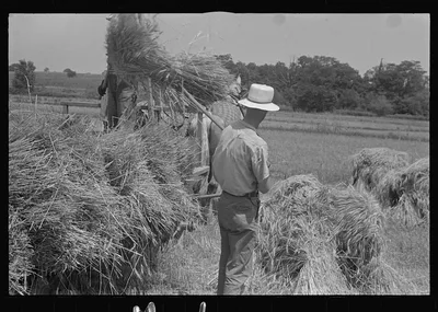 [Untitled photo, possibly related to: Tying bundles of wheat by hand,…, Ohio, 1938