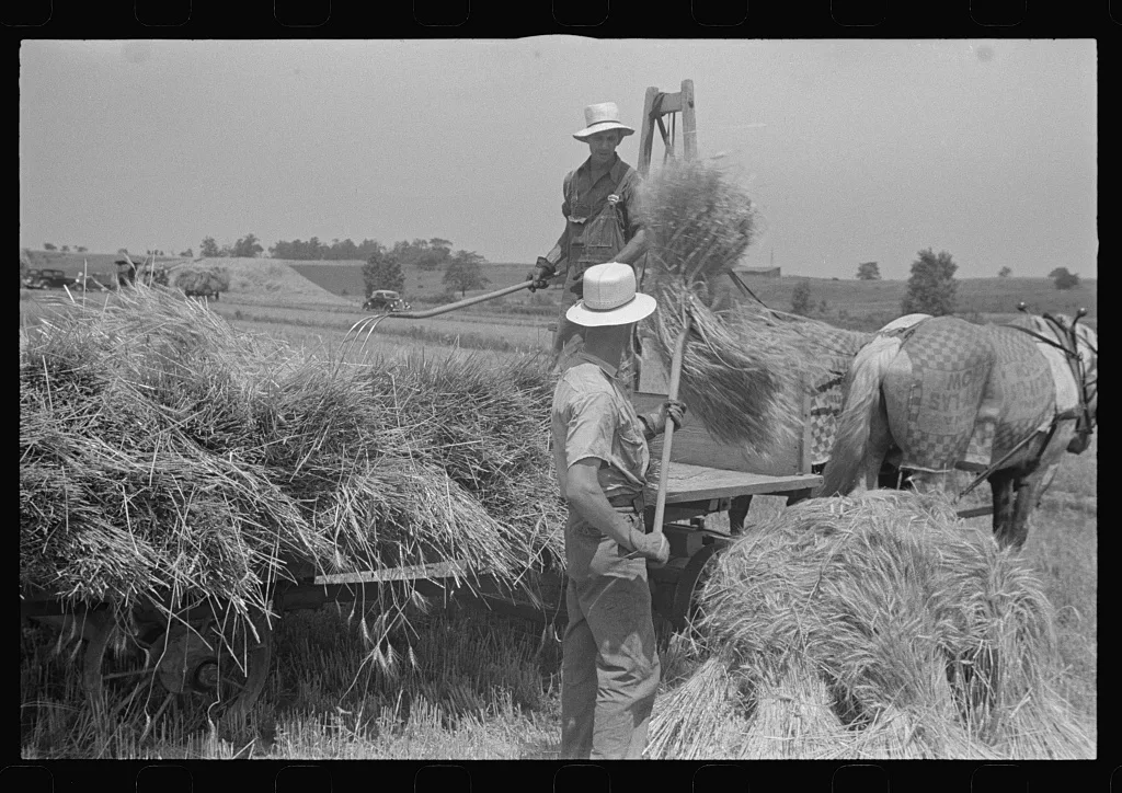 [Untitled photo, possibly related to: Tying bundles of wheat by hand,…, Ohio, 1938