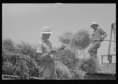 [Untitled photo, possibly related to: Tying bundles of wheat by hand,…, Ohio, 1938