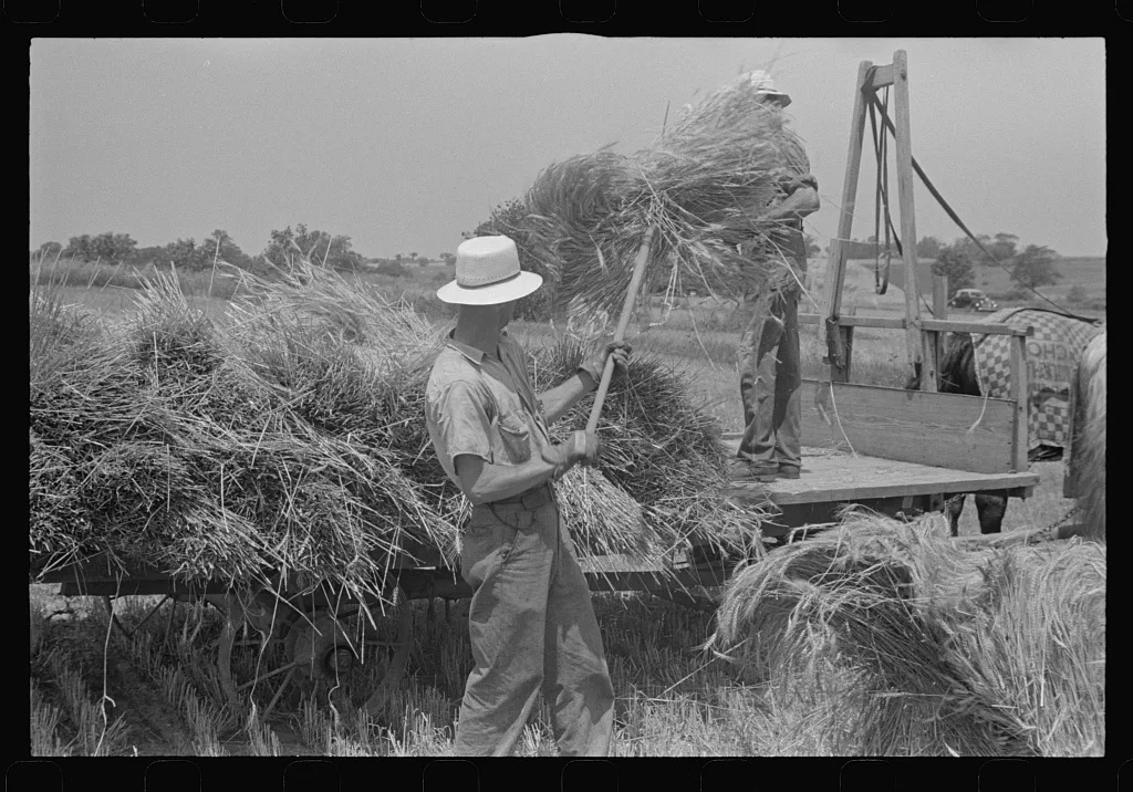 [Untitled photo, possibly related to: Tying bundles of wheat by hand,…, Ohio, 1938