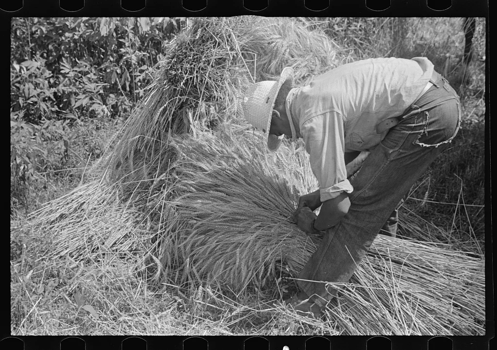 Tying bundles of wheat by hand, central Ohio, 1938