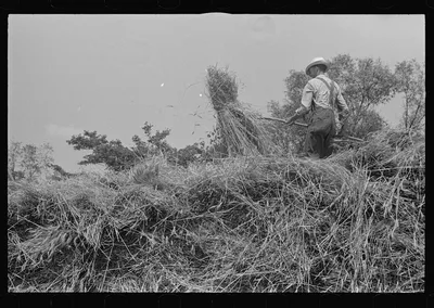 [Untitled photo, possibly related to: Tying bundles of wheat by hand,…, Ohio, 1938