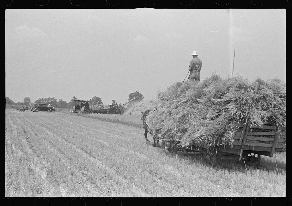 [Untitled photo, possibly related to: Tying bundles of wheat by hand,…, Ohio, 1938