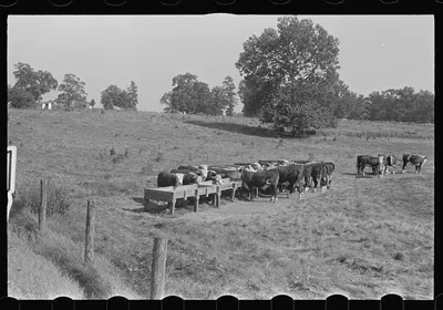 [Untitled photo, possibly related to: Rack for feeding cattle in…, Ohio, 1938