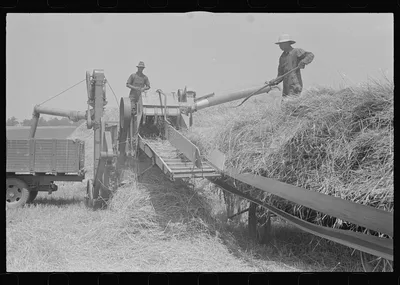 Wheat harvest in the field; feeding the thresher. Central Ohio (see…, 1938