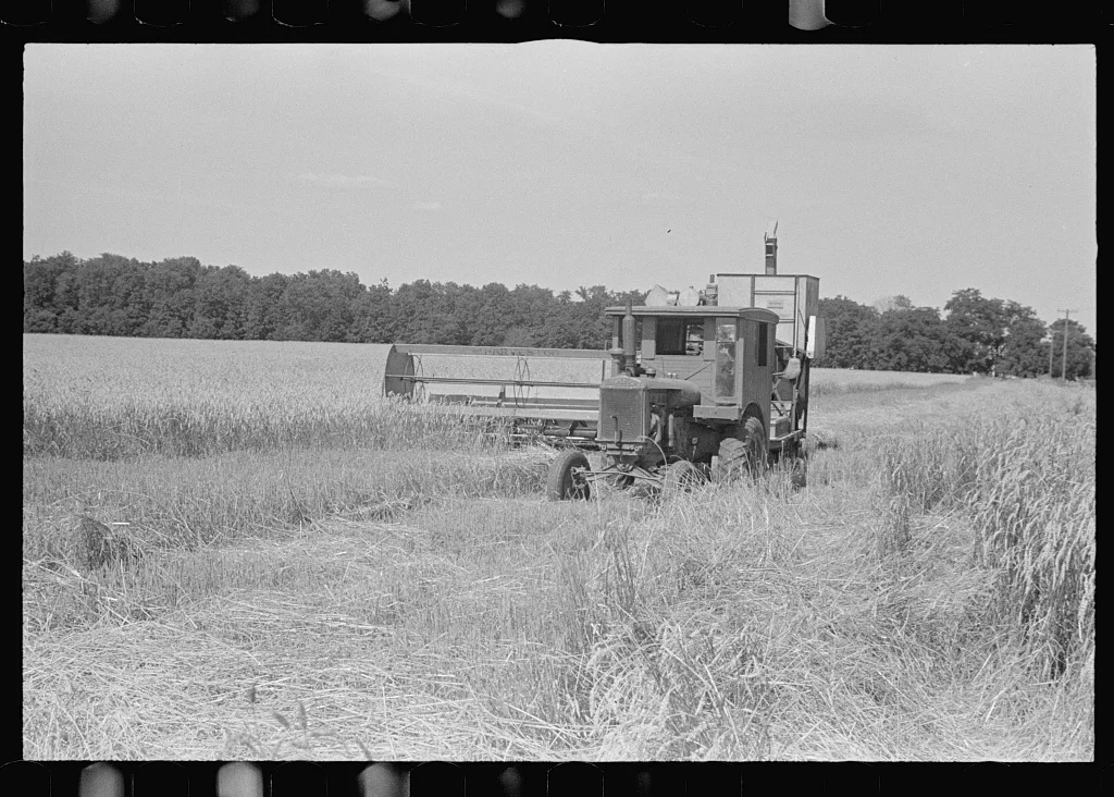Combing wheat, central Ohio, 1938