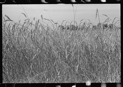 [Untitled photo, possibly related to: Combing wheat, central Ohio], 1938