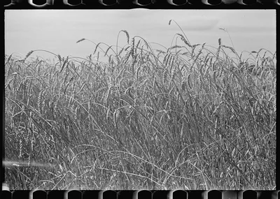 [Untitled photo, possibly related to: Combing wheat, central Ohio], 1938