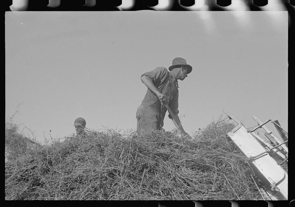 [Untitled photo, possibly related to: Loading hay from window with…, Ohio, 1938