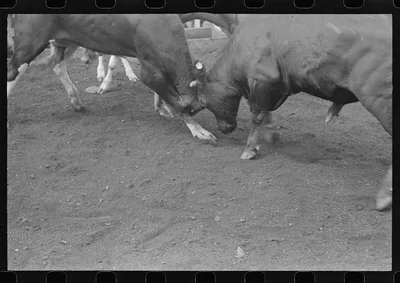 [Untitled photo, possibly related to: Buyers at Pickaway Livestock…, Ohio, 1938