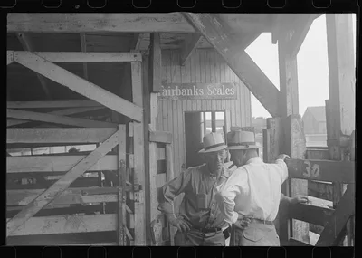 Pens at auction. Pickaway Livestock Cooperative Association, central…, Ohio, 1938
