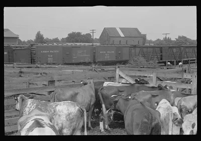 Cattle in pens. Pickaway Livestock Cooperative Association, central…, Ohio, 1938
