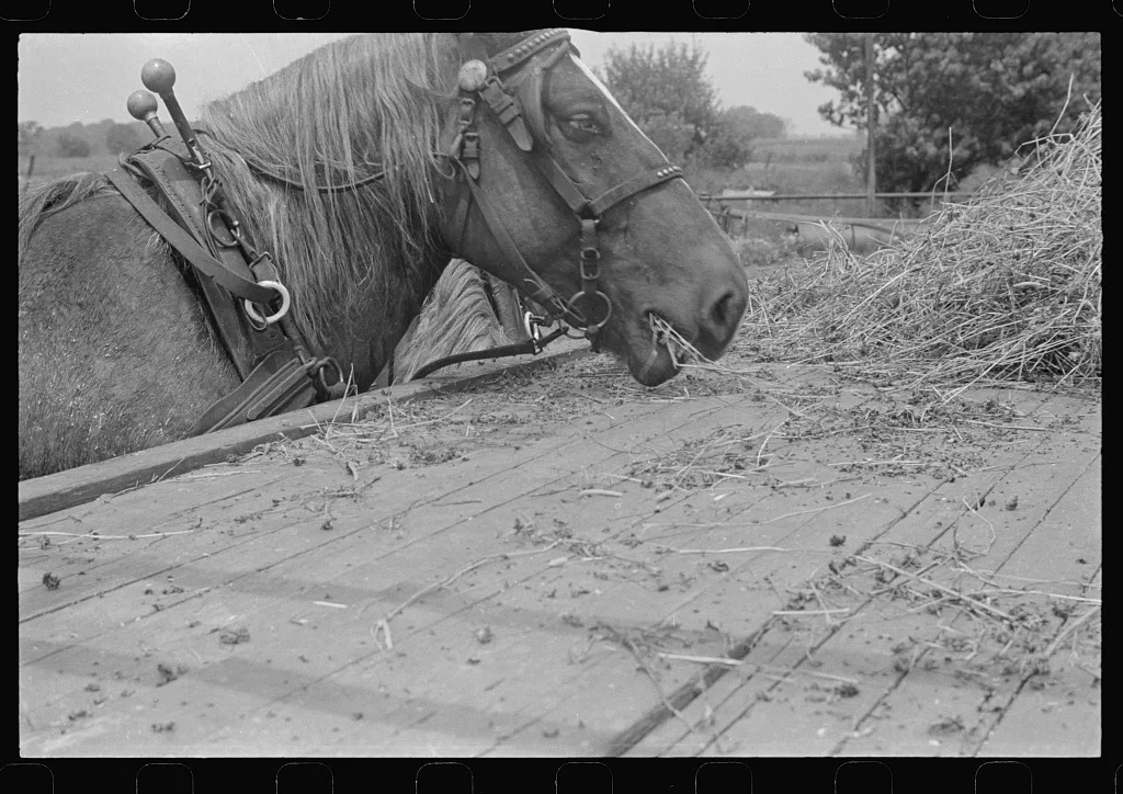 Horse on farm during wheat harvest, central Ohio, 1938