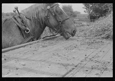 Horse on farm during wheat harvest, central Ohio, 1938