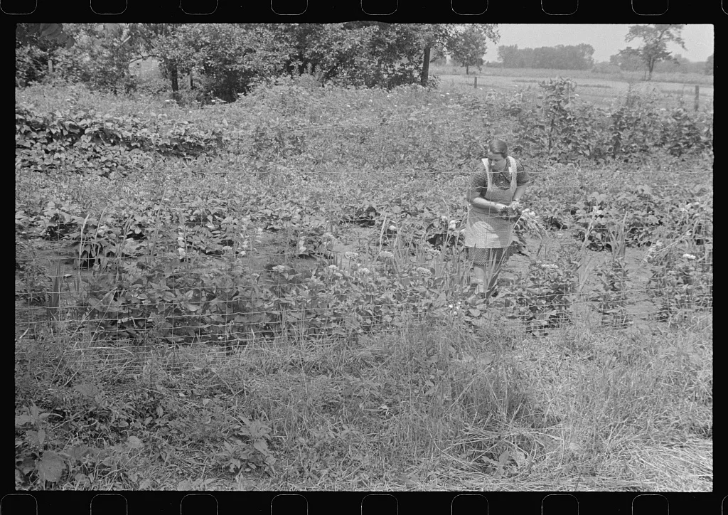 Picking flowers for dinner table, central Ohio during wheat harvest…, 1938