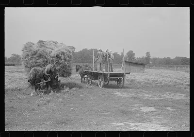[Untitled photo, possibly related to: Horses on farm during wheat…, Ohio, 1938