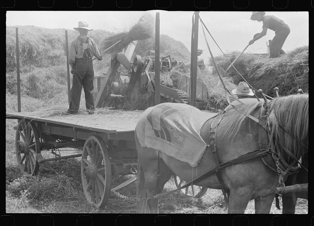 Wheat harvest. In the field feeding the thresher, central Ohio (see…, 1938