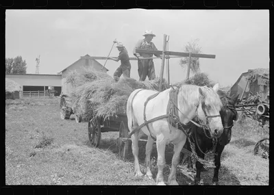 [Untitled photo, possibly related to: Wheat harvest. In the field,…, Ohio, 1938