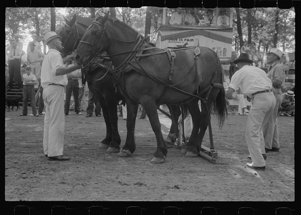Livestock display, county fair, Ohio, 1938