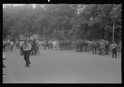 Livestock display, county fair, central Ohio, 1938