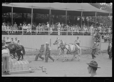 Livestock display, Champaign County Fair, Ohio, 1938