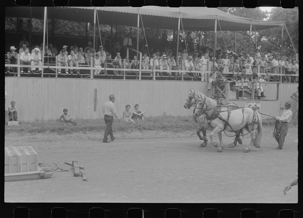 [Untitled photo, possibly related to: Livestock display, Champaign…, Ohio, 1938