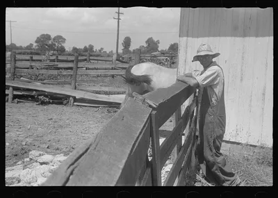 [Untitled photo, possibly related to: Farmers at public auction,…, Ohio, 1938