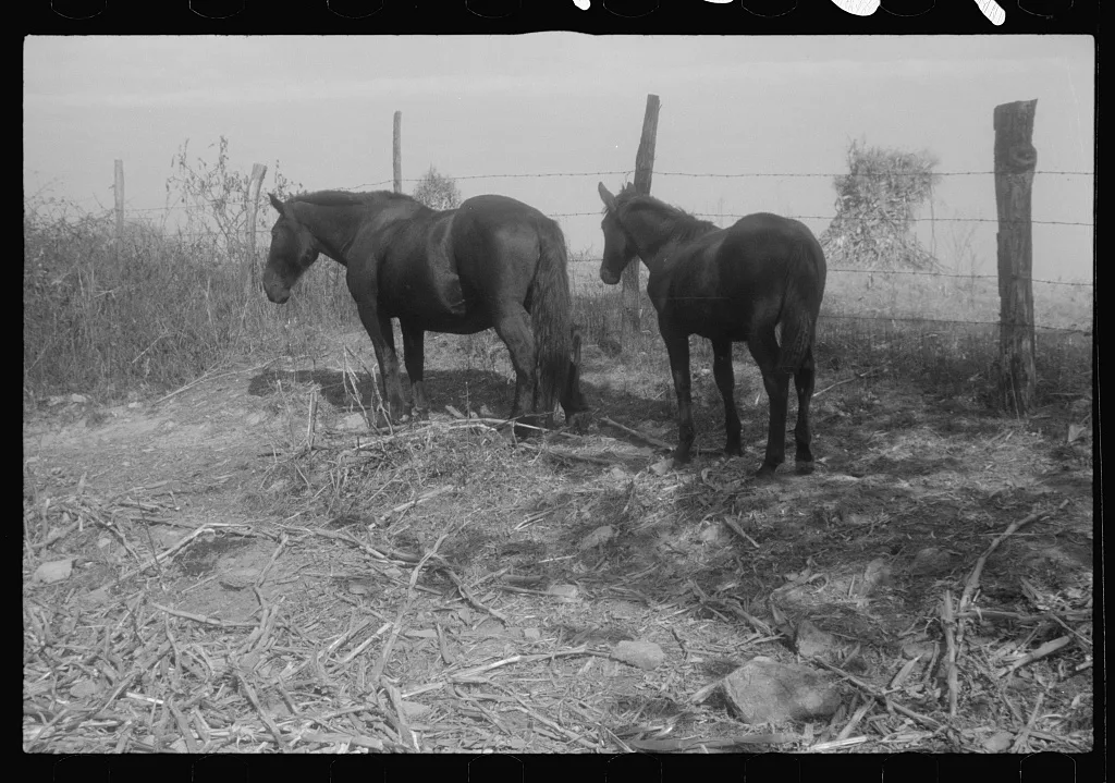 Scenes of the northern Shenandoah Valley, including the Resettlement…, Virginia, 1941