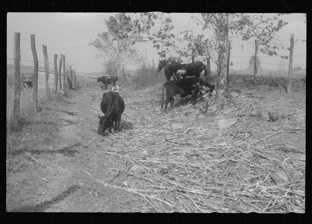 Scenes of the northern Shenandoah Valley, including the Resettlement…, Virginia, 1941