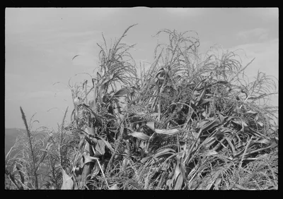 Scenes of the northern Shenandoah Valley, including the Resettlement…, Virginia, 1941