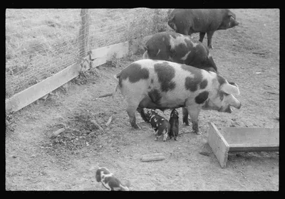 Scenes of the northern Shenandoah Valley, including the Resettlement…, Virginia, 1941