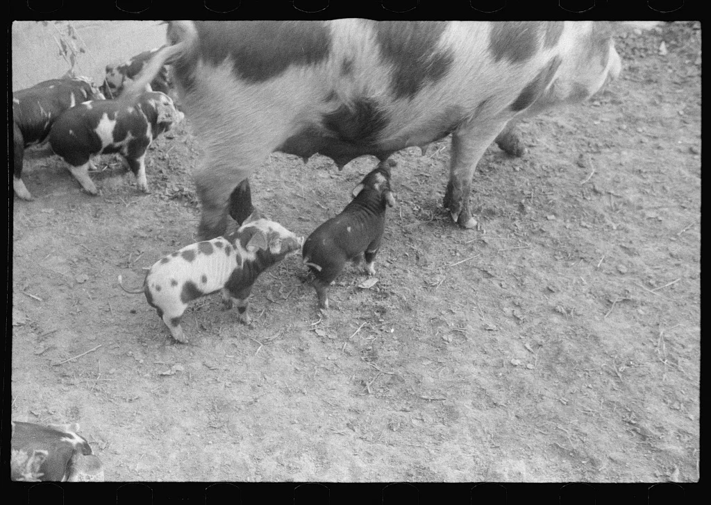 Scenes of the northern Shenandoah Valley, including the Resettlement…, Virginia, 1941