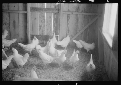 Scenes of the northern Shenandoah Valley, including the Resettlement…, Virginia, 1941
