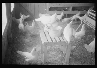 Scenes of the northern Shenandoah Valley, including the Resettlement…, Virginia, 1941