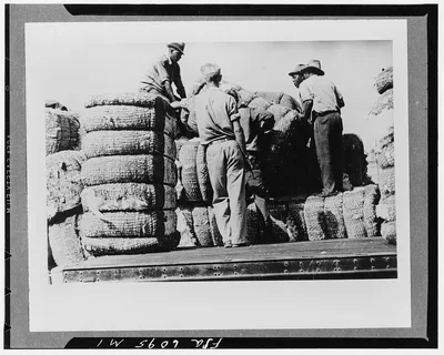 Photograph from Mississippi: Loading cotton in Natchez, Mississippi